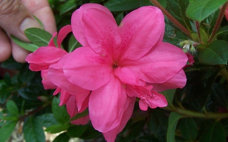 Autumn Empress Encore Azalea - 3 Gallon Pot