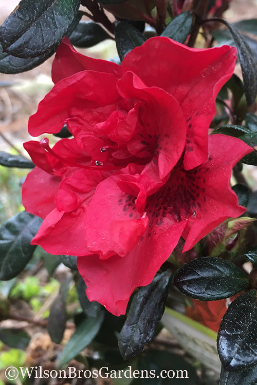  Autumn Fire Encore Azalea - 3 Gallon Pot