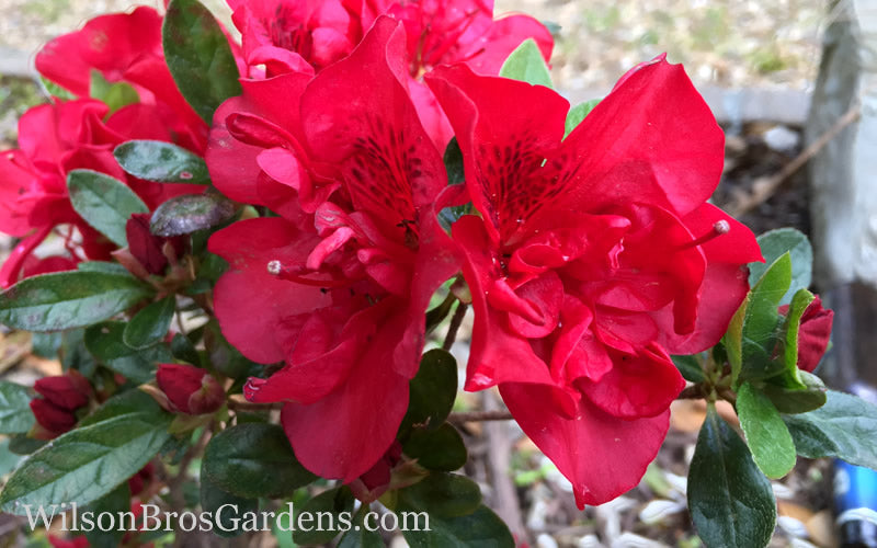  Autumn Fire Encore Azalea - 3 Gallon Pot