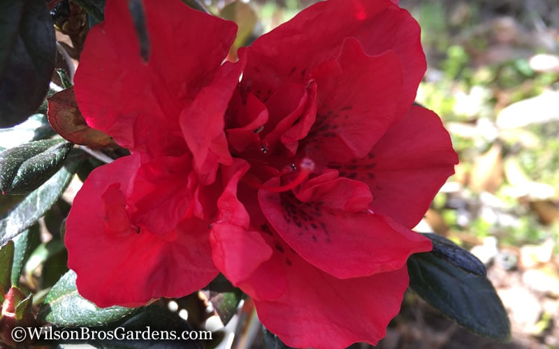  Autumn Fire Encore Azalea - 6 Pack Of 1 Gallon Pots