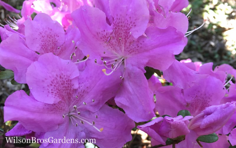  Autumn Lilac Encore Azalea - 3 Gallon Pot