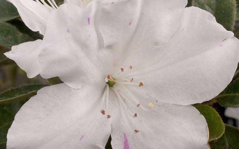  Autumn Lily Encore Azalea - 6 Pack Of 1 Gallon Pots