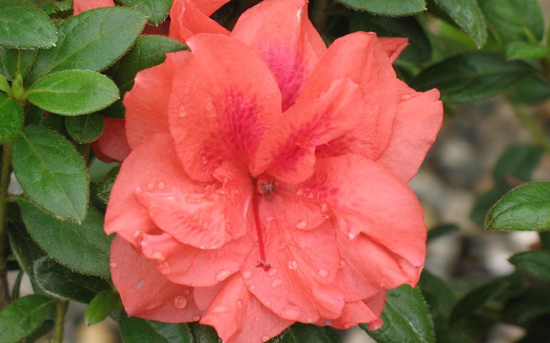  Autumn Monarch Encore Azalea - 2 Gallon Pot