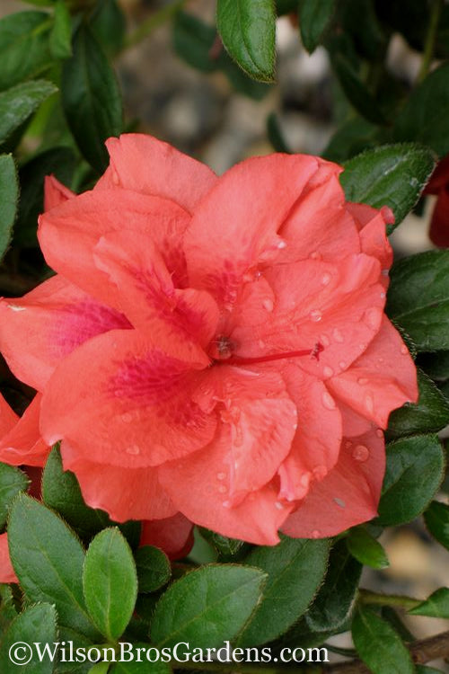  Autumn Monarch Encore Azalea - 1 Gallon Pot