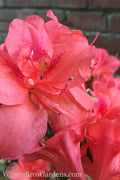  Autumn Princess Encore Azalea - 1 Gallon Pot