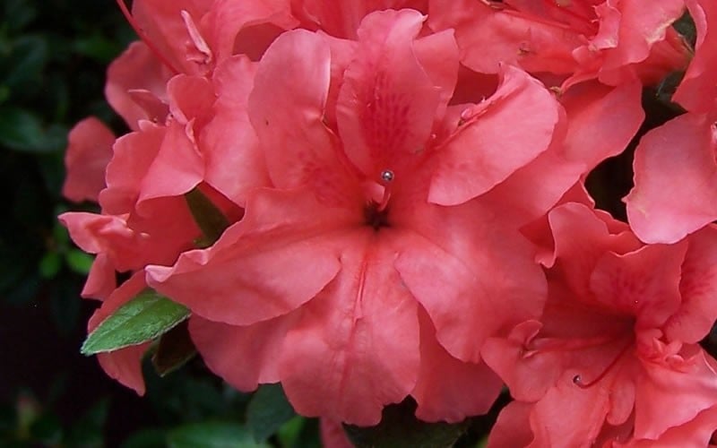  Autumn Princess Encore Azalea - 2 Gallon Pot
