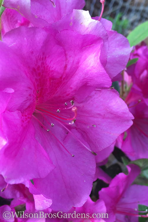  Autumn Royalty Encore Azalea - 2 Gallon Pot