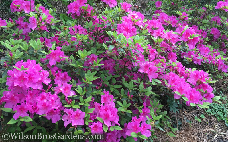  Autumn Royalty Encore Azalea - 2 Gallon Pot