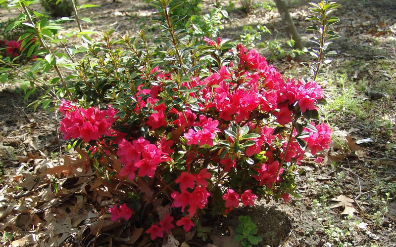  Autumn Ruby Encore Azalea - 3 Gallon Pot
