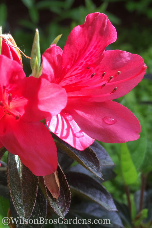  Autumn Ruby Encore Azalea - 3 Gallon Pot