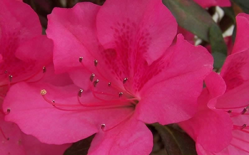  Autumn Sangria Encore Azalea - 2 Gallon Pot