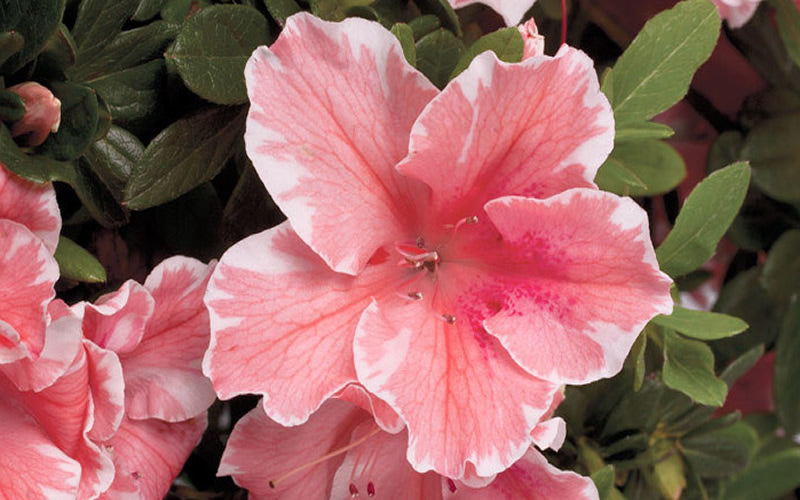  Autumn Sunburst Encore Azalea - 6 Pack Of 1 Gallon Pots