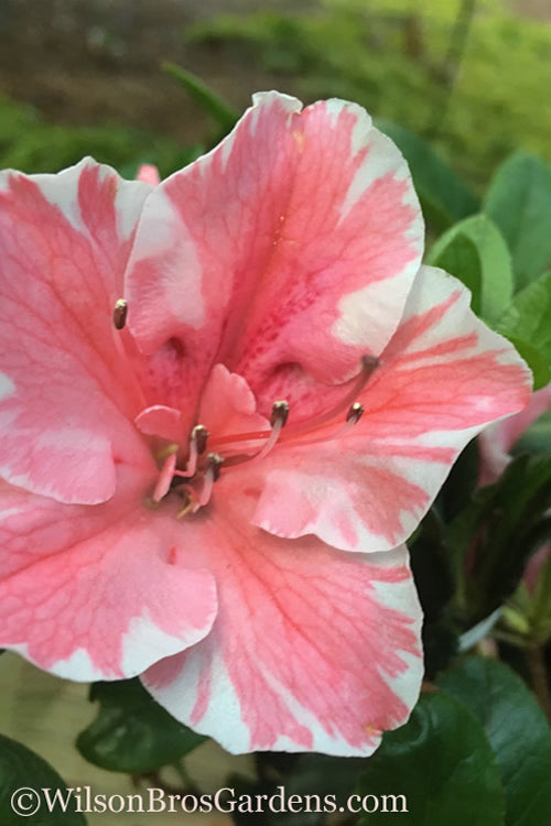  Autumn Sunburst Encore Azalea - 1 Gallon Pot
