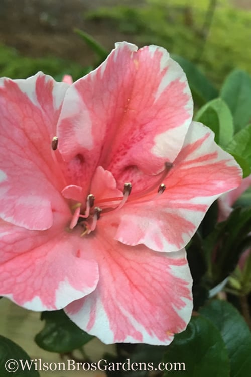  Autumn Sunburst Encore Azalea - 1 Gallon Pot