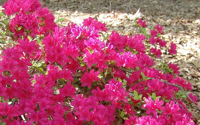  Autumn Sundance Encore Azalea - 1 Gallon Pot