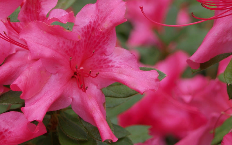  Autumn Sundance Encore Azalea - 1 Gallon Pot