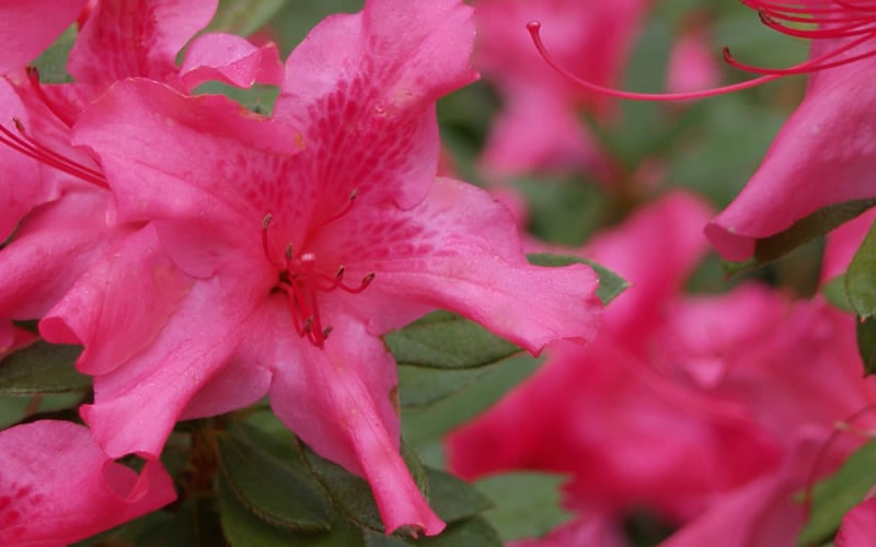  Autumn Sundance Encore Azalea - 1 Gallon Pot