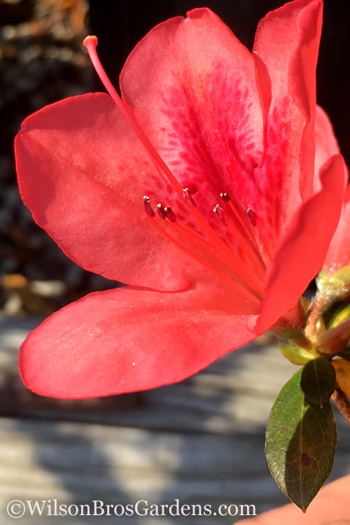  Autumn Sunset Encore Azalea - 1 Gallon Pot