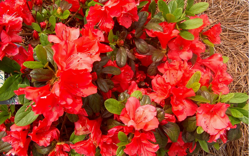  Autumn Sunset Encore Azalea - 1 Gallon Pot