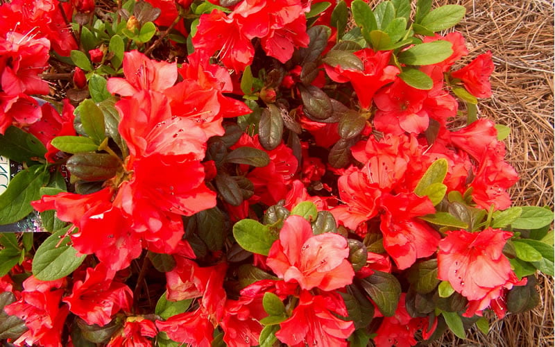  Autumn Sunset Encore Azalea - 1 Gallon Pot