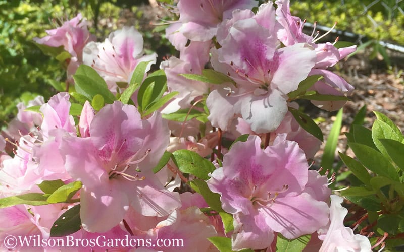  Autumn Sweetheart Encore Azalea - 3 Gallon Pot