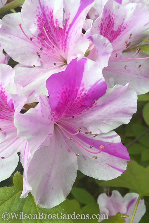  Autumn Twist Encore Azalea - 2 Gallon Pot
