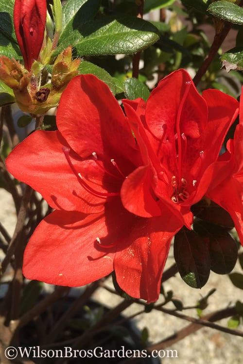  Autumn Bravo Encore Azalea - 3 Gallon Pot
