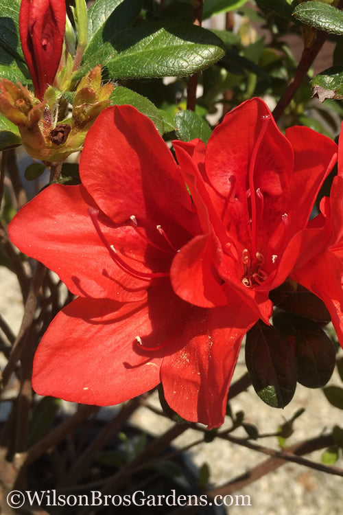  Autumn Bravo Encore Azalea - 1 Gallon Pot