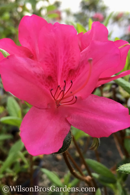  Autumn Carnival Encore Azalea - 3 Gallon Pot