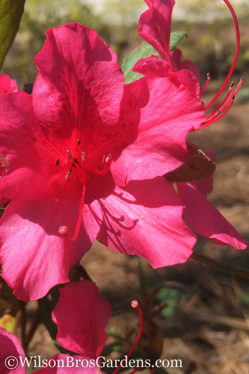  Autumn Sangria Encore Azalea - 2 Gallon Pot