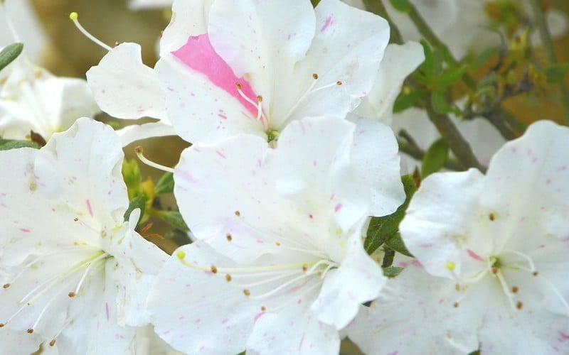  Autumn Starlite Encore Azalea - 6 Pack Of 1 Gallon Pots