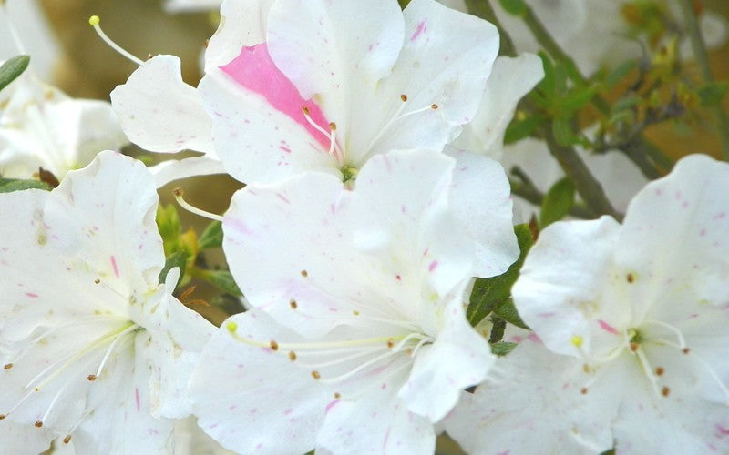  Autumn Starlite Encore Azalea - 1 Gallon Pot