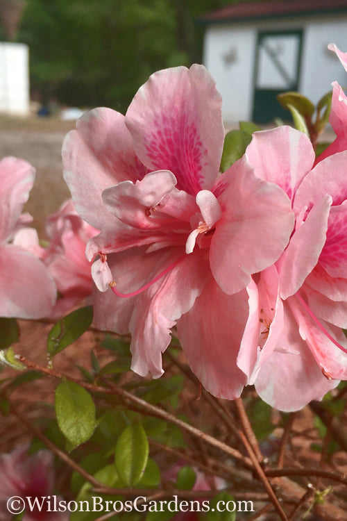  Autumn Belle Encore Azalea - 3 Gallon Pot