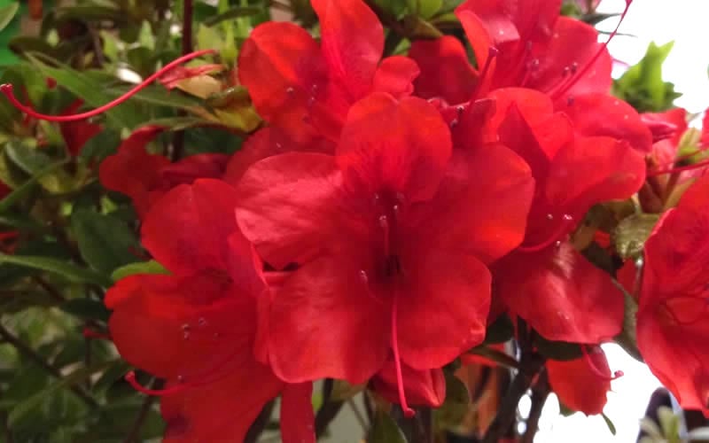  Autumn Bravo Encore Azalea - 3 Gallon Pot