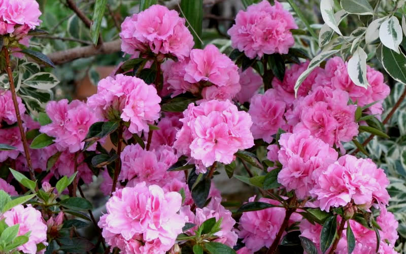  Autumn Carnation Encore Azalea - 1 Gallon Pot