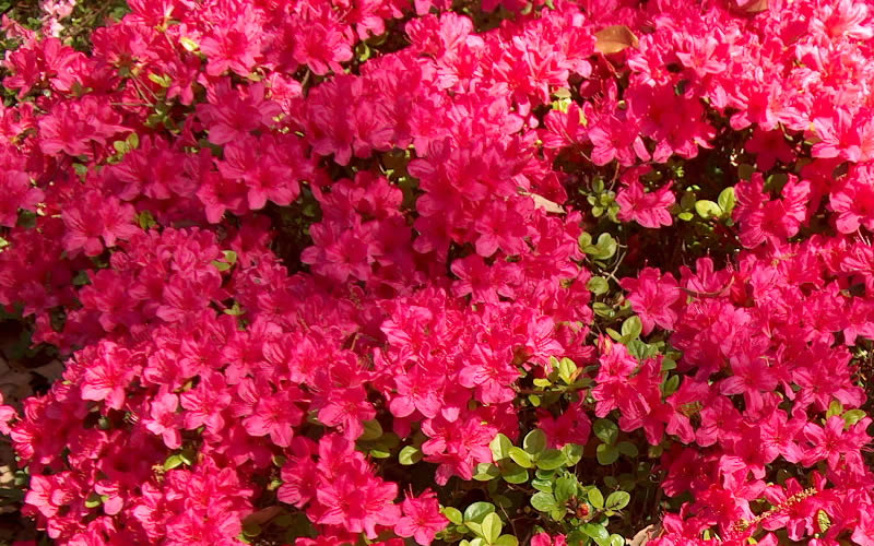  Autumn Cheer Encore Azalea - 6 Pack Of 1 Gallon Pots