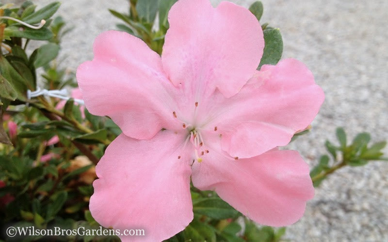 Autumn Debutante Encore Azalea - 3 Gallon Pot