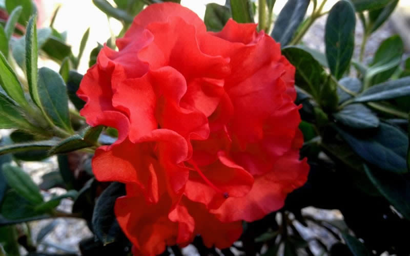  Autumn Embers Encore Azalea - 1 Gallon Pot
