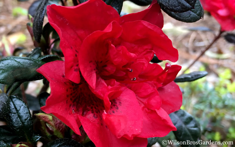  Autumn Fire Encore Azalea - 3 Gallon Pot