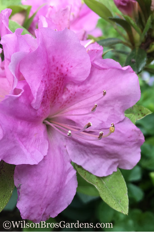  Autumn Lilac Encore Azalea - 1 Gallon Pot