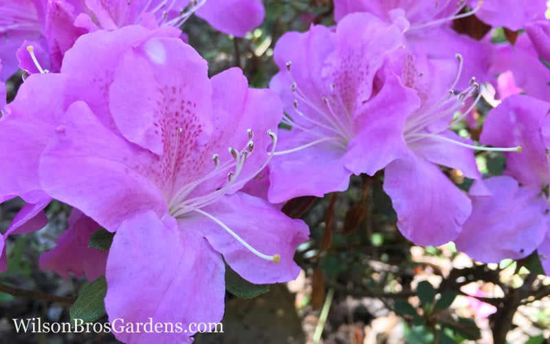 Autumn Lilac Encore Azalea - 2 Gallon Pot