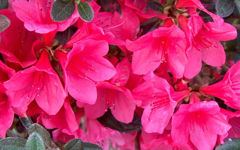  Autumn Ruby Encore Azalea - 1 Gallon Pot