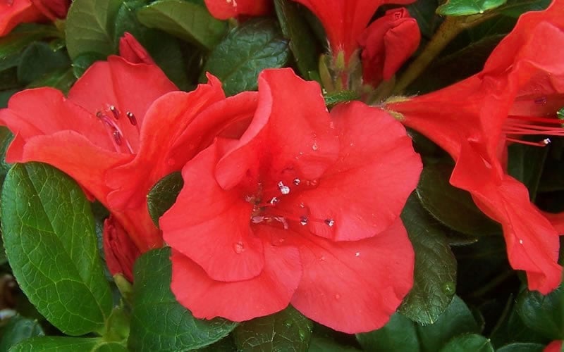  Autumn Sunset Encore Azalea - 1 Gallon Pot
