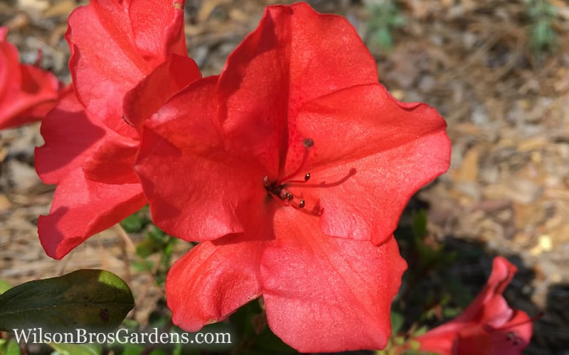  Autumn Sunset Encore Azalea - 1 Gallon Pot