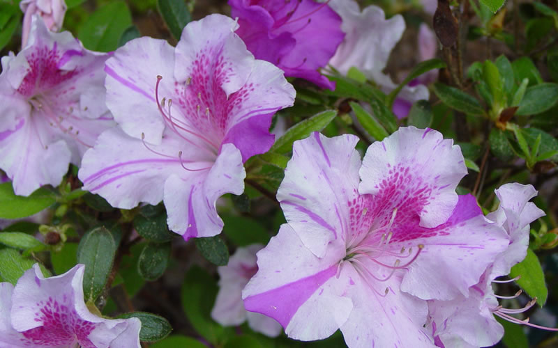  Autumn Twist Encore Azalea - 2 Gallon Pot