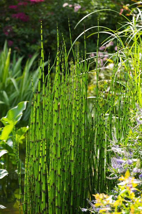  Horsetail Reed Grass - Equisetum Hyemale - 6 Pack Of 1 Gallon Pots