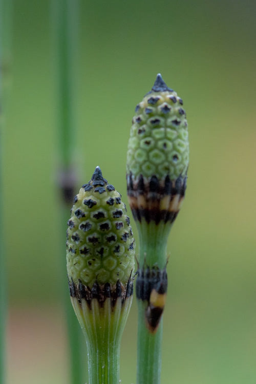  Horsetail Reed Grass - Equisetum Hyemale - 2 Gallon Pot