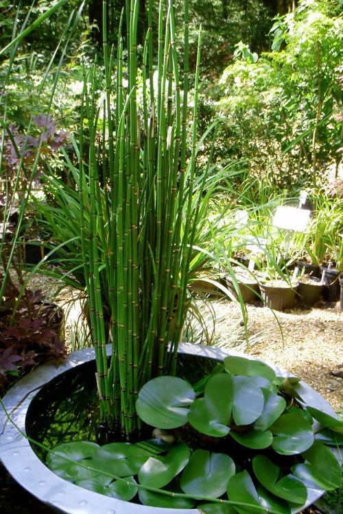  Horsetail Reed Grass - Equisetum Hyemale - 2 Gallon Pot