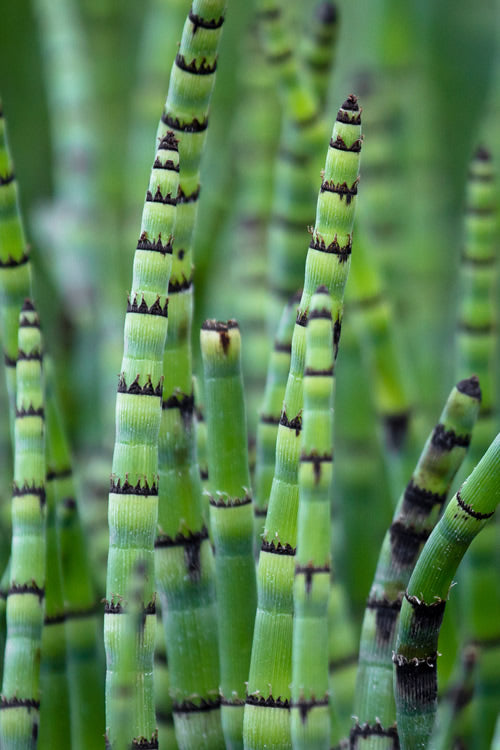  Horsetail Reed Grass - Equisetum Hyemale - 6 Pack Of 1 Gallon Pots