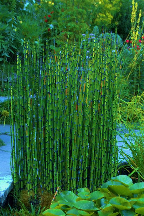  Horsetail Reed Grass - Equisetum Hyemale - 6 Pack Of 1 Gallon Pots